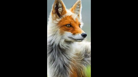 A fox 🦊🧡🧡