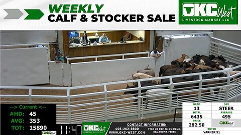 7/11/2023 - OKC West Calf and Stocker Auction