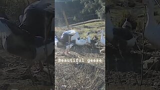 Happy geese. Farm surveillance