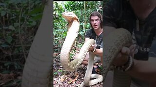 Worlds biggest KING COBRA ⁉️ #kingcobra #shorts #snake #Borneo