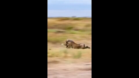 Funny Animals Falling 🤣🤣