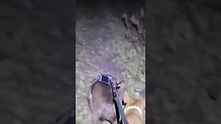 Scary Hiking at Night #shorts #animals #nature #spooky #scary