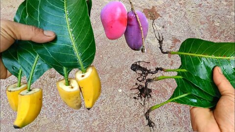 How to Grow Mango Trees From Mango Leaves || Best Natural Banana Rooting Hormone ||