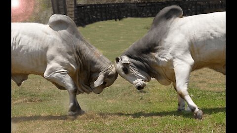 Furious bull causes danger