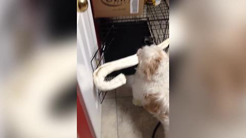 A Small Dog Tries To Get Into His Cage With A Bone That Will Not Fit