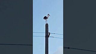 heute mal Besuch im Garten gehabt #shorts #natur #litauen #storch