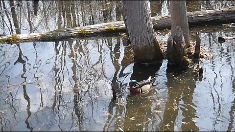 Duck with a unique call, Mud Lake.