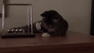 Cute Cat's Never Ending Toy