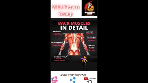 🔥Back muscles in detail🔥#shorts🔥#viralshorts🔥#fitnessshorts🔥#wildfitnessgroup🔥