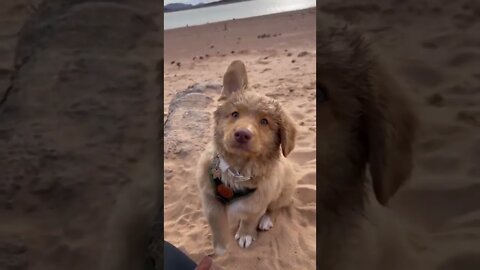 Cute puppy on the beach, enjoying life until...