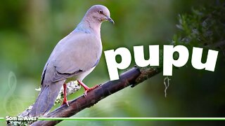 Canto da JURITI PUPU - Ave Juriti Pupu Cantando - White Tipped Dove