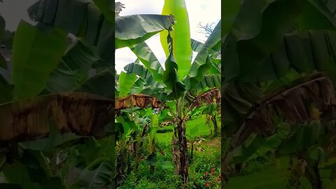suasana alam kebun pisang | natural atmosphere of a banana garden #shorts