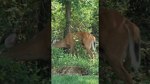 Deer 🦌 in the Woodbridge Woods 🪵 #deer #woods #Woodbridge #nature #nj