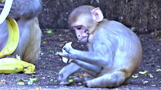 Baby monkey with extreme deformities manages well despite his challenges