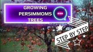 How to Grow Persimmon Trees from Seed | Step by Step | #garden #home #greenhouse #howto #persimmon