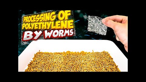 How Worms Can Save the World from Plastic Pollution