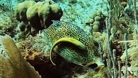 Honeycomb cow fish extremely irritated with unwanted sucker fish