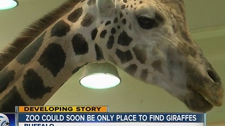 The zoo could soon be the only place you will find giraffes