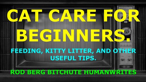 CAT CARE FOR BEGINNERS. KITTY LITTER, FEEDING & OTHER USEFUL TIPS TO KEEP YOUR CAT HEALTHY & HAPPY!