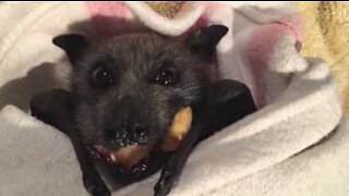 과일을 먹는 귀여운 아기 박쥐