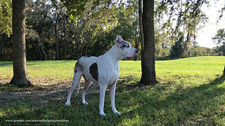 Beautiful Great Danes Enjoy a Fall Day in Florida