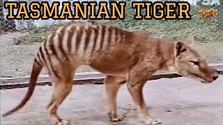 Tasmanian Tiger in Color | Extinct Thylacine 4k 60fps Restoration