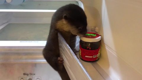 Baby otter thoroughly explores owner's refrigerator
