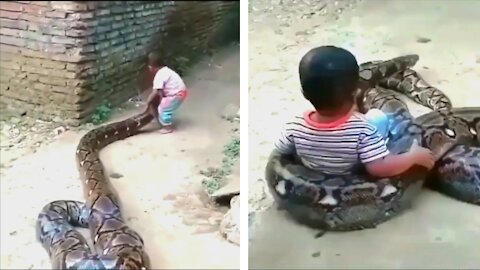 Brave boy playing with Python