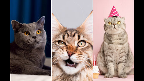 Cute Kitten Funny Videos 😍 | Best Funny Cat videos # | #Shorts | Funny Animals |