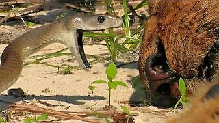 What happens when the Black Mamba bites the Lion?