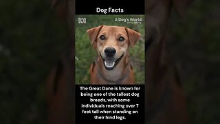 Dog Facts #shorts #youtubeshorts #dog #facts