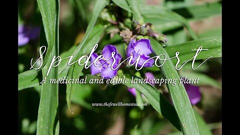 Spiderwort | A Medicinal and Edible Landscaping Plant