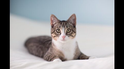 Ariel The Caracat! First shorthair MaineCoon 🐈 Cats Make Me very happy