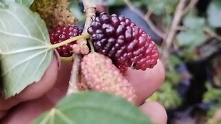 frutíferas produzindo em vaso mirtilo peludo Wamp amora chilena e portuguesa gigante sapota verde