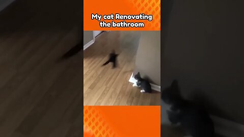 CUTE CAT RENOVATING THE BATHROOM, WAIT FOR IT😅