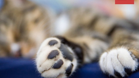 Kitten Jelly Bean Toes Are the Cutest