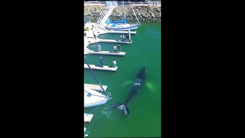 incredible footage of baby humpback whale