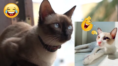 Best cat funny viral video complition😺😂🤣