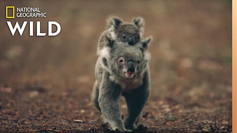 Koalas 101 | Nat Geo Wild