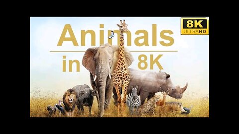 Wildlife Animals ||wild animal||Animals video #