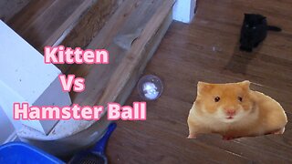 Kitten Vs Hamster Ball By Pets Alive! 🐹