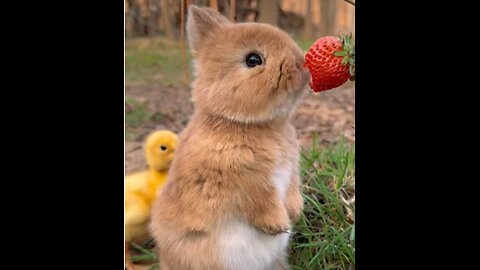 Little Rabbit’s Strawberry Serenade melody