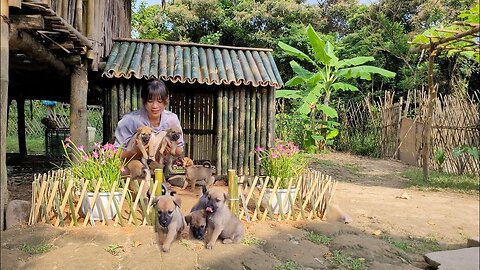 make a house for dogs to live in. The mother dog giving birth is so cute.