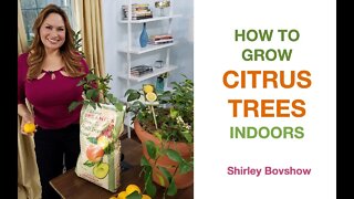 HOW TO GROW CITRUS TREES (INDOORS) Lemon Tree, Dwarf Meyer Lemon Tree