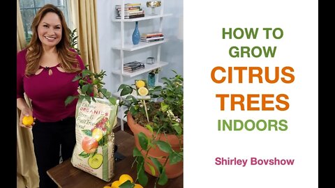 HOW TO GROW CITRUS TREES (INDOORS) Lemon Tree, Dwarf Meyer Lemon Tree