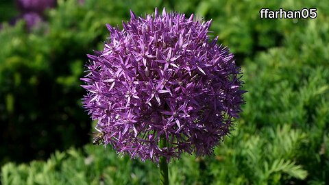 "Allium giganteum: Majestic Spheres of Purple Perfection"