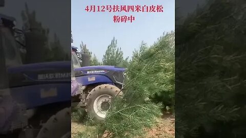 Trees Pushed Down to Implement the CCP's Latest “Turning the Forests into Farmland" Policy