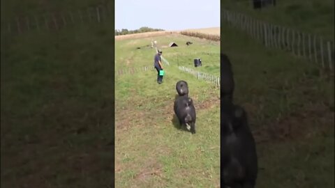 The great Idaho Pasture Pig Move. Full video coming out at 4pm. #shorts #idahopasturepigs #homestead