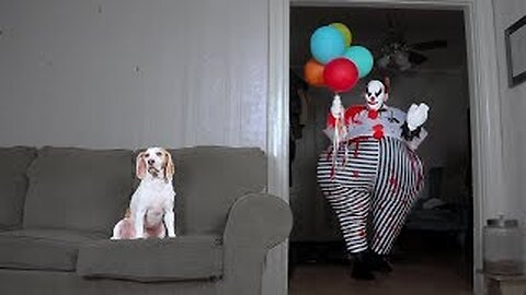 Dog Takes Down Scary Clown: Cute Dog Maymo