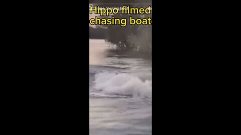 Hippo boat chase